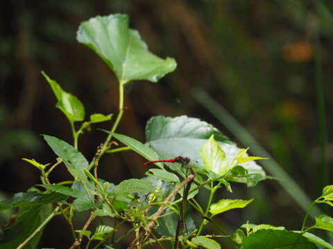 Image of Sympetrum nantouensis Tang, Yeh & Chen 2013