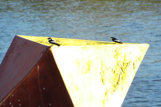 Image of White-winged Swallow