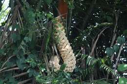 Image of Ecuadorian Ivory Palm