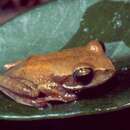 Image of Betsileo Bright-eyed Frog