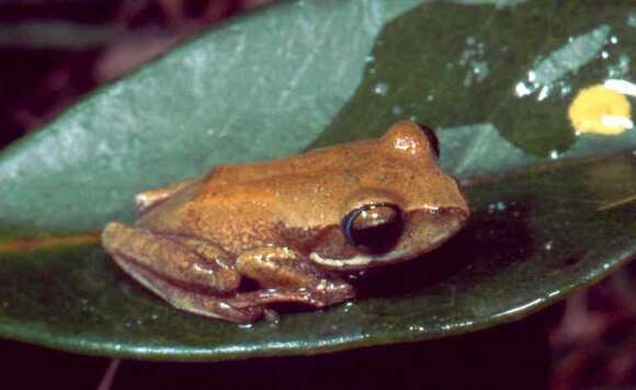 Imagem de Boophis rhodoscelis (Boulenger 1882)