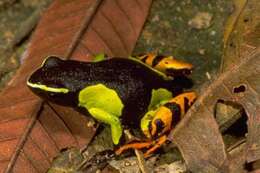 Image of Baron's Mantella