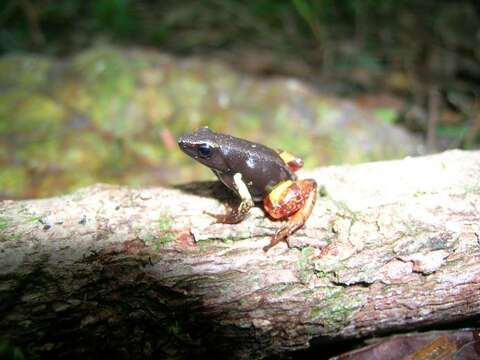 Image of Bernhard's Mantella