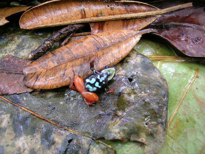 Image of Bernhard's Mantella