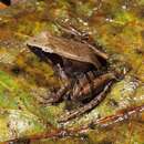 Image of Andrangoloaka Madagascar Frog