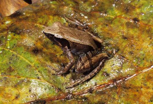 Image of Andrangoloaka Madagascar Frog