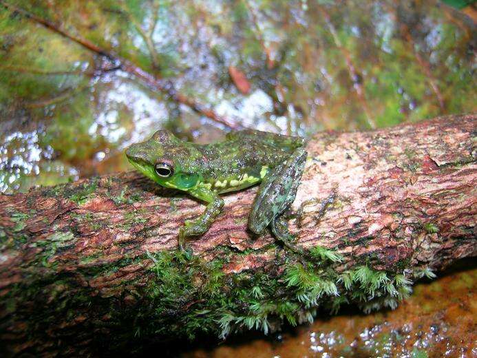 Image de Mantidactylus argenteus Methuen 1920