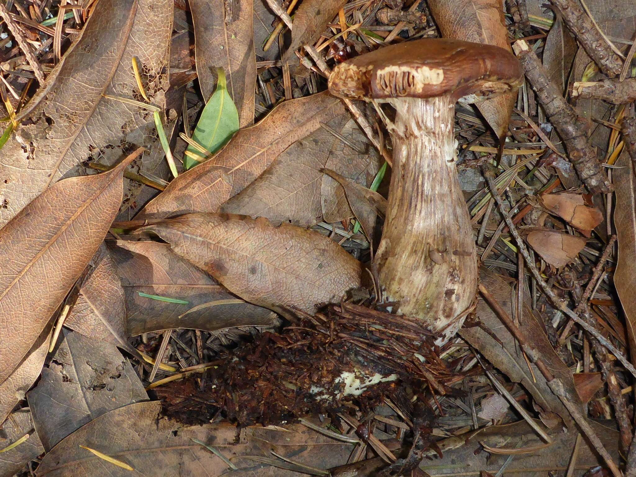 Image of Armillaria sinapina Bérubé & Dessur. 1988