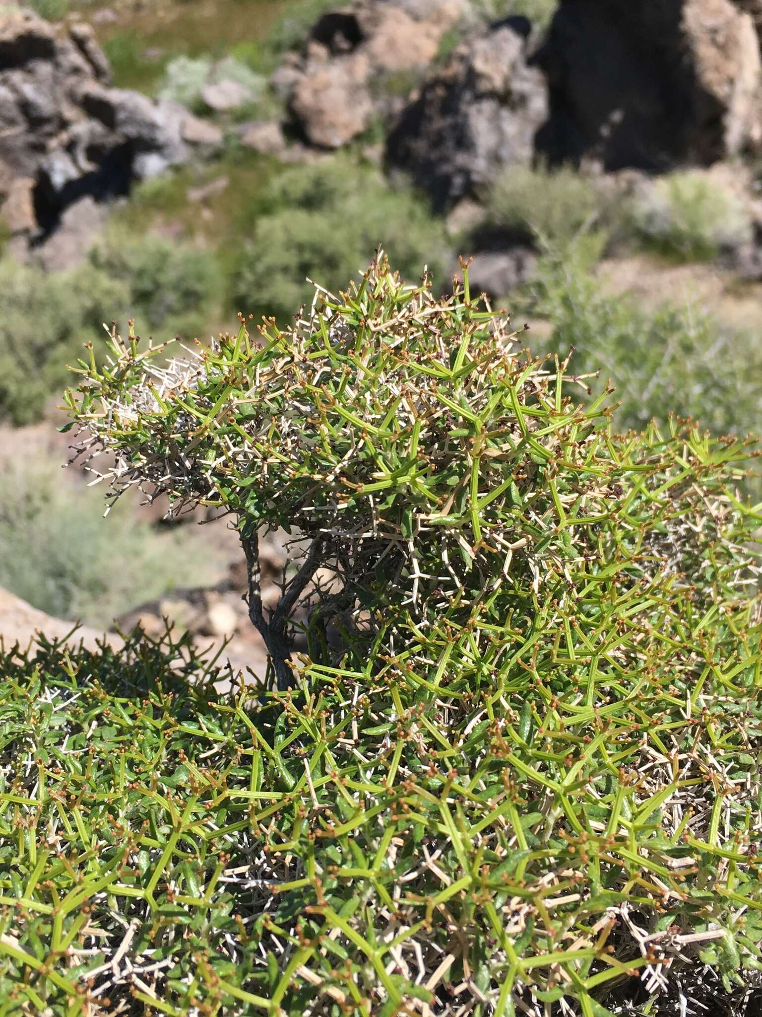 Imagem de Eriogonum heermannii Dur. & Hilg.