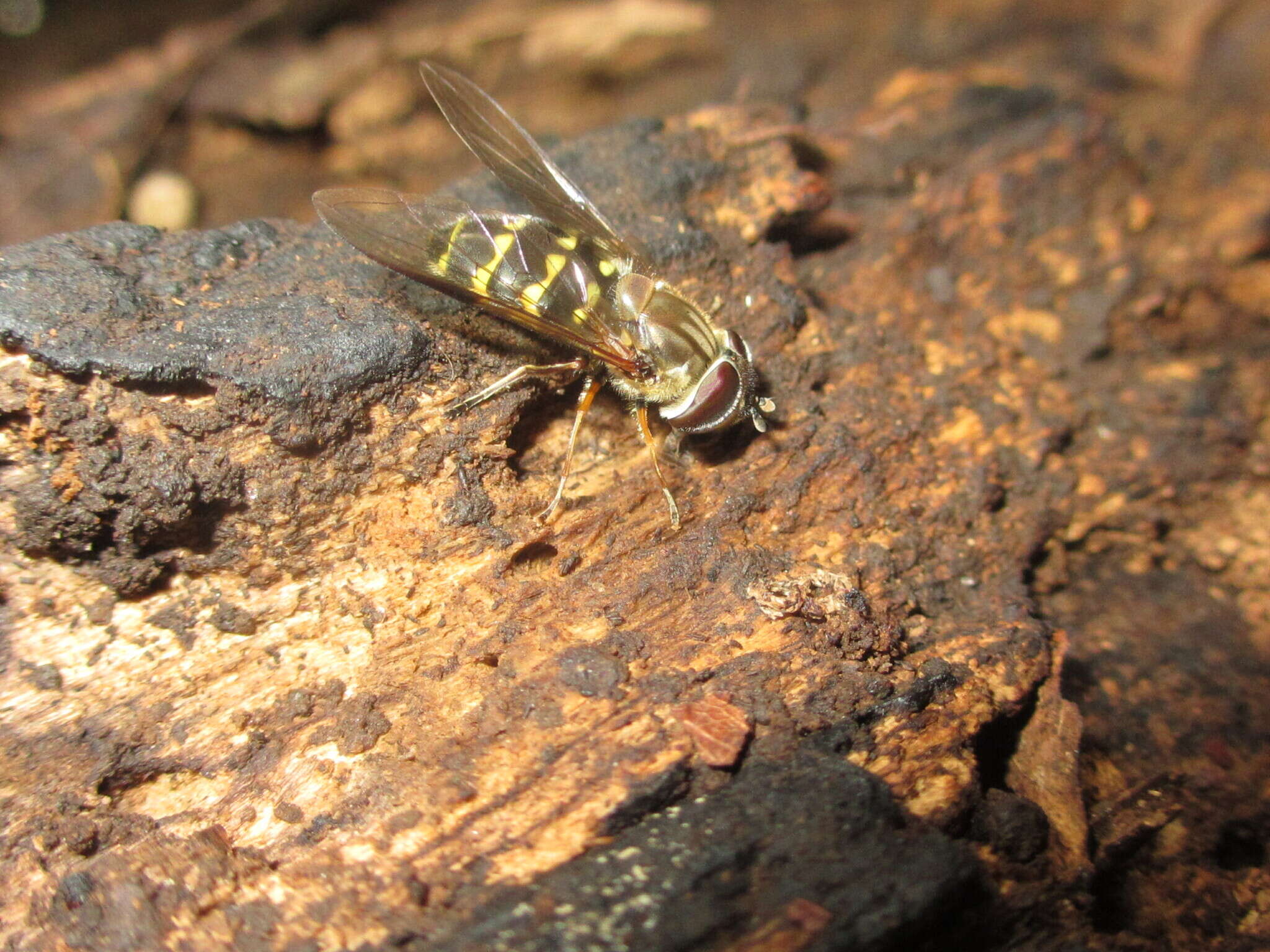 Image of Dasysyrphus bilineatus (Matsumura 1917)