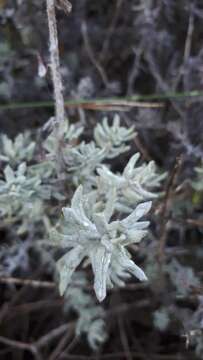 Image of Fynbos Everlasting