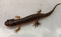 Слика од Ambystoma maculatum (Shaw 1802)