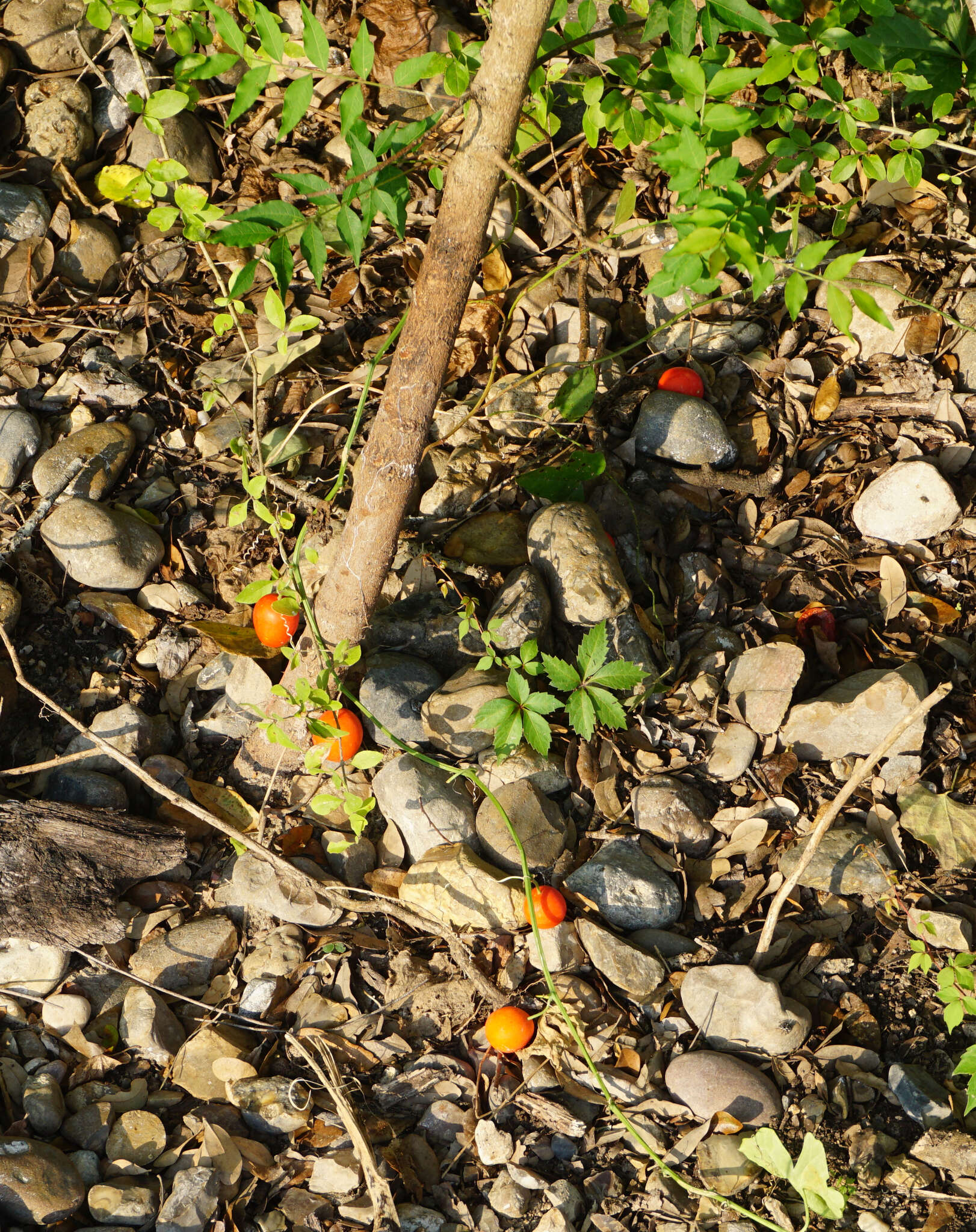 Image of Ibervillea lindheimeri (A. Gray) Greene