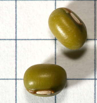 Image of mung bean