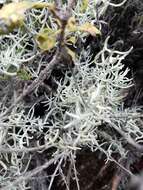 Image of whitefelt Indian paintbrush