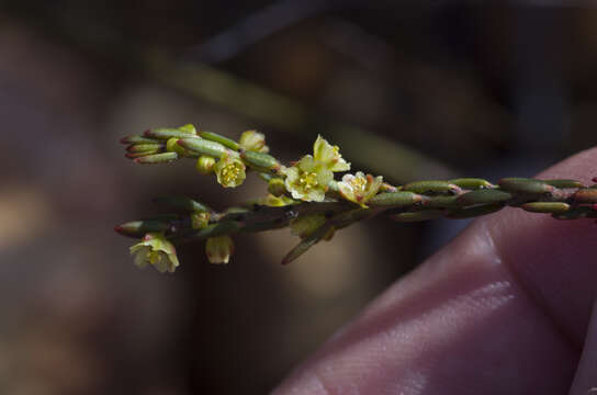 Image of Clutia ericoides Thunb.