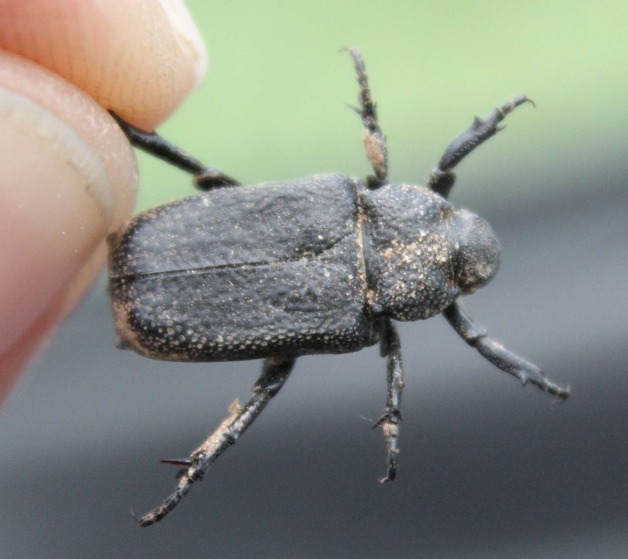 Image de Cremastocheilus (Macropodina) crinitus Le Conte 1874