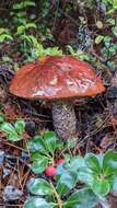 Image of Leccinum largentii Thiers 1975