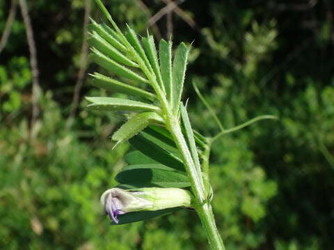 Image of Vicia sativa subsp. cordata (Hoppe) Asch. & Graebn.