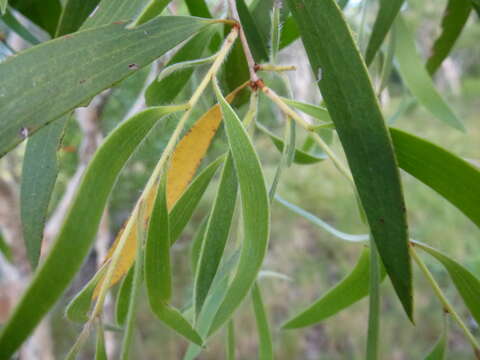 Image of Melaleuca acacioides F. Müll.