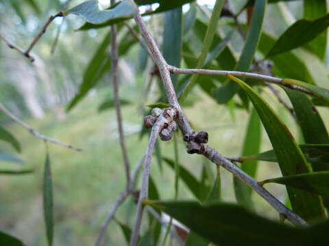 Image of Melaleuca acacioides F. Müll.