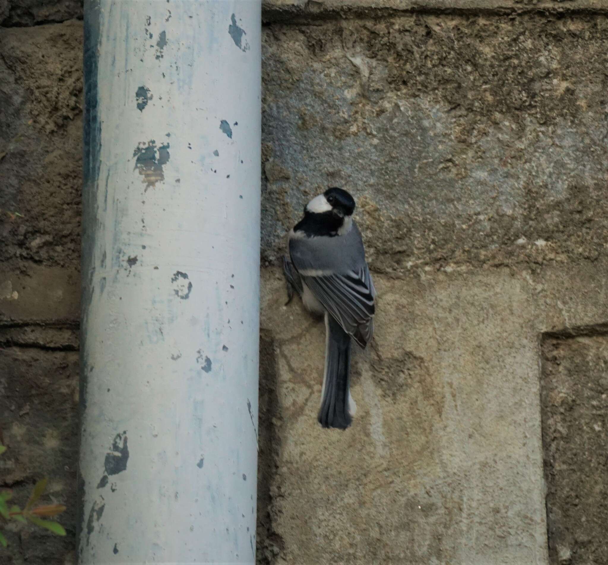 Imagem de Parus cinereus Vieillot 1818