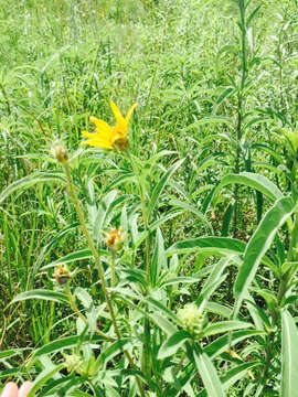 Imagem de Helianthus maximiliani Schrad.