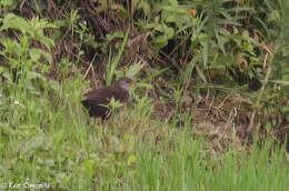 Image of Brown Crake