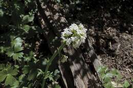 Image of Valeriana laxiflora DC.