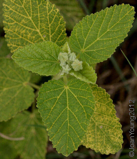 Image of country mallow