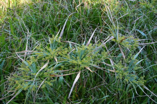 Cyperus meyenianus Kunth的圖片