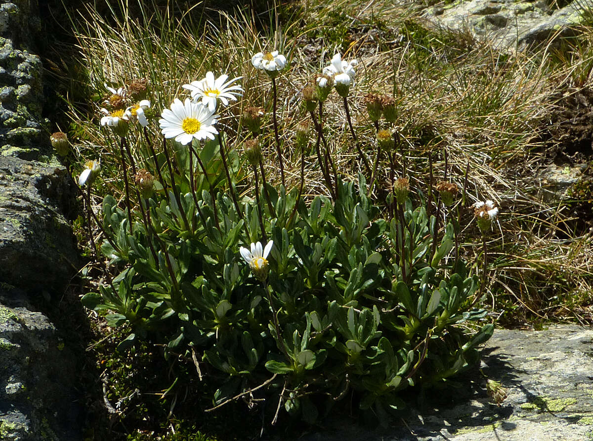 Image of Celmisia brevifolia Cockayne