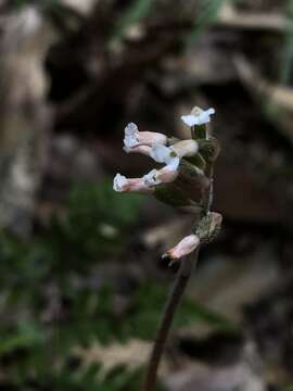 Image of Cheirostylis liukiuensis Masam.