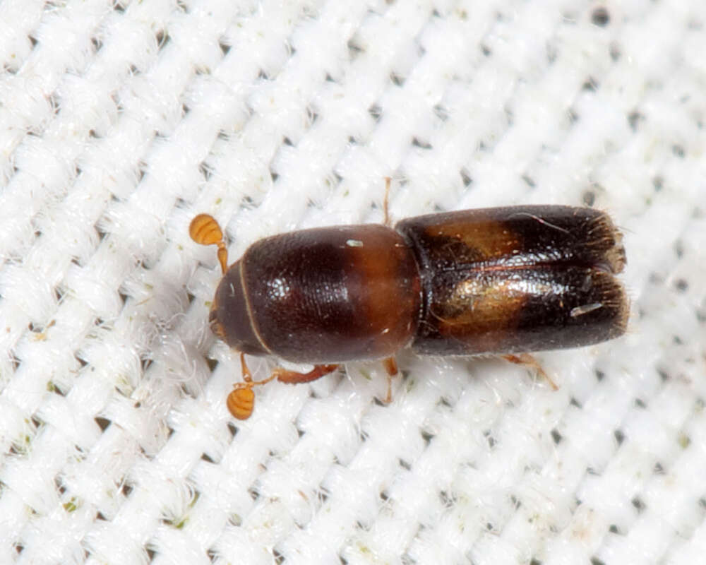 Image of Monarthrum fasciatum Wood & Bright 1992