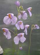 Imagem de Utricularia reniformis A. St. Hil.