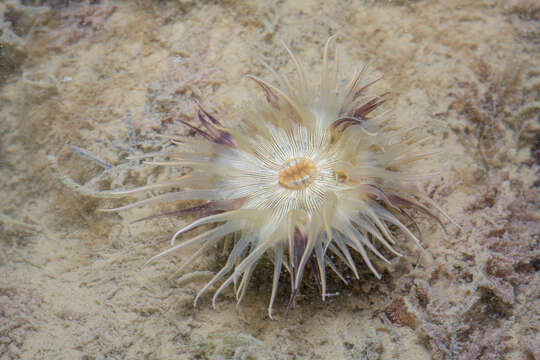 Hormathianthus tuberculatus Carlgren 1943 resmi