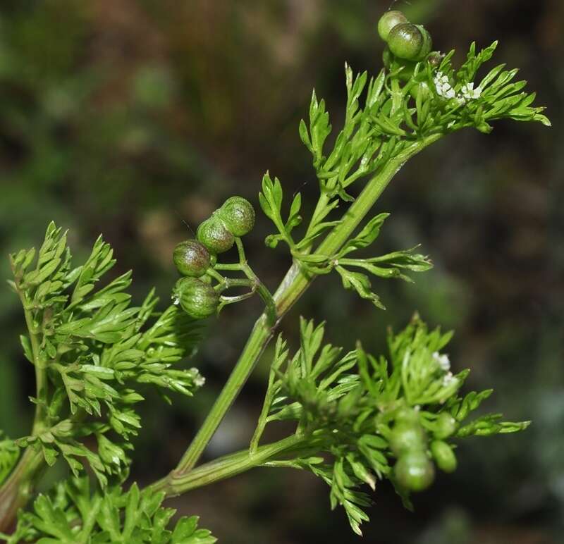 Imagem de Bifora testiculata (L.) Roth