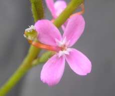 Image de Stylidium graminifolium Sw. ex Willd.