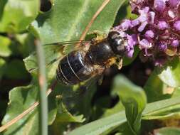 Слика од Eristalis rupium Fabricius 1805