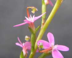 Image de Stylidium graminifolium Sw. ex Willd.