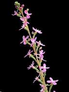 Image de Stylidium graminifolium Sw. ex Willd.