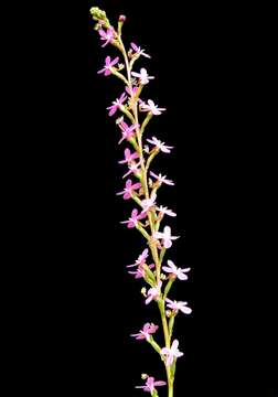 Image de Stylidium graminifolium Sw. ex Willd.