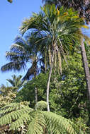 Image of Curly Palm