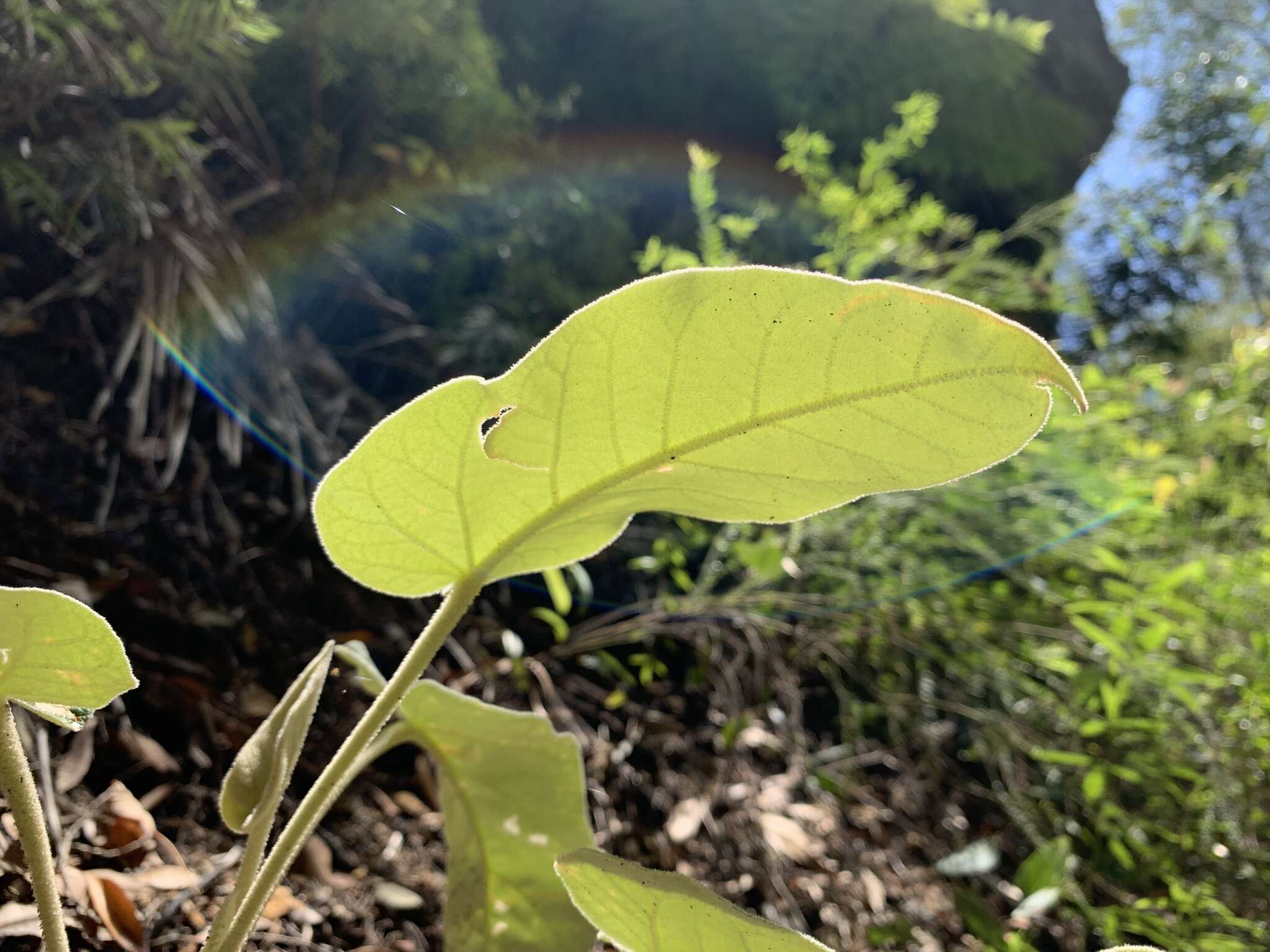 Image of Astrotricha cordata A. R. Bean