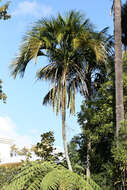 Image of Curly Palm