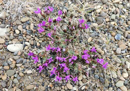 Image of Chukotka locoweed