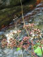 Image of Antillean Clearwing