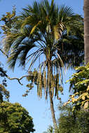 Image of Curly Palm