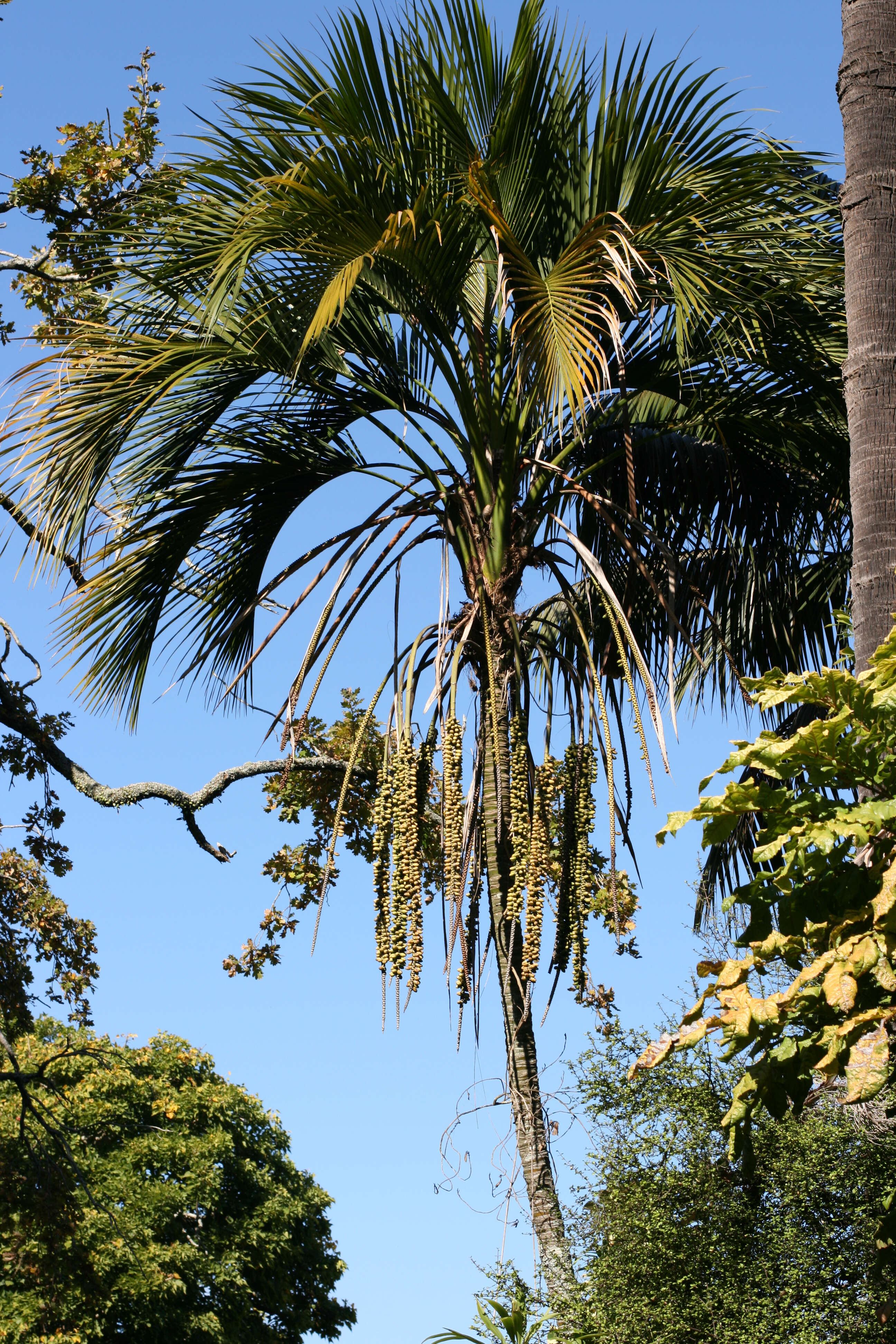 Image of Curly Palm