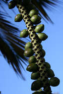 Image of Curly Palm